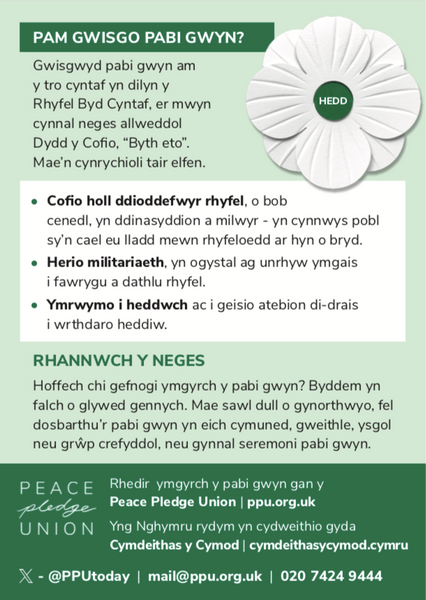 Pabi gwyn pecyn o 20 (Welsh white poppies)